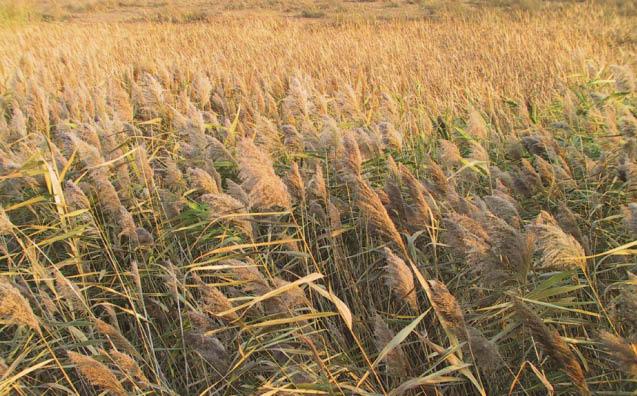 A Landowner s Guide to Phragmites Control Phragmites australis (frag-my-teez), also known as common reed, is a perennial, wetland grass that can grow to 15 feet in height.