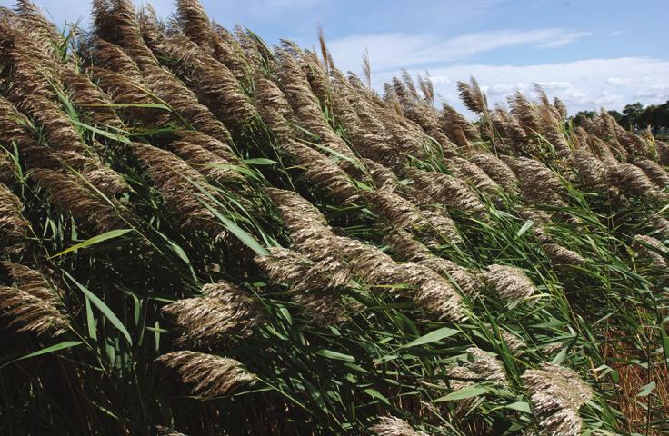 Identification Phragmites plants range from 6 to 15 feet in height, yet 80 percent of the plant is contained below ground in a dense mass of roots and rhizomes that can