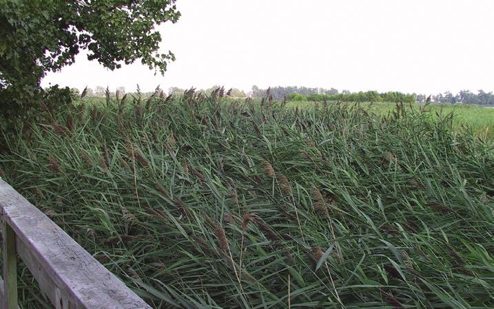 Controlling Phragmites Controlling the spread of phragmites is crucial to the restoration of native wetland plant communities and protection of vital fish and wildlife habitat.