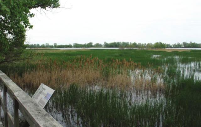 Phragmites can be controlled using an initial herbicide treatment followed by mechanical removal (e.g., cutting, mowing) and annual maintenance.