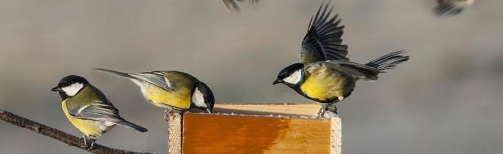 Type of Guide: Garden Birds & Wildlife Care There is nothing more stress relieving than sitting at a window watching the antics of our feathered friends as they forage for food, preen their feathers
