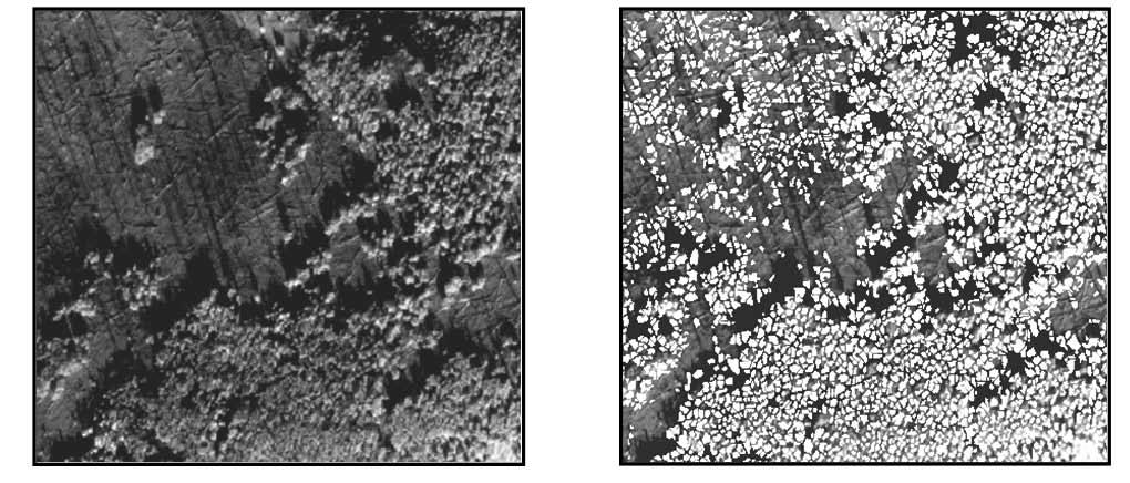 Visual comparison of ITC product with Quickbird panchromatic image in an aspen forest type with different densities. Panchromatic image. Panchromatic image with ITC overlay.