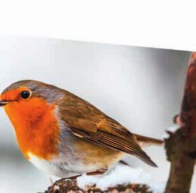 Behavior With its distinctive melodic warble, the male robin will sing all