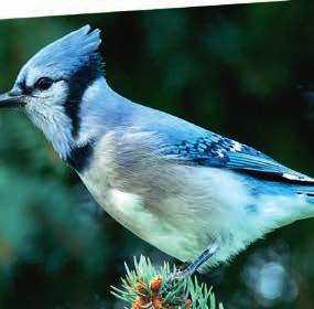 Blue jays are capable of a wide variety of sounds, including excellent imitations of several hawk