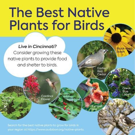 The Best Native Plants for Birds Live in Cincinnati? Consider growing these native plants to provide food and shelter to birds.