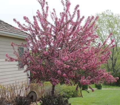 Flowering Crabapple Malus sp Choose one that bears a lot of fruit and retains it well.