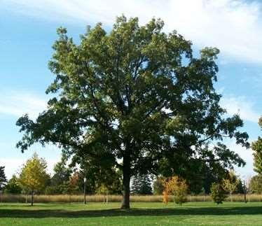 Bur Oak Quercus macrocarpa Large, slow to moderate growth