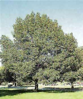 Red Oak Quercus rubra Good mast crop tree, faster growing than Bur
