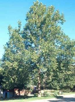 Sycamore/London Plane Platanus occidentalis/ P. x acerifolia BIG tree. Exfoliating bark can be messy.