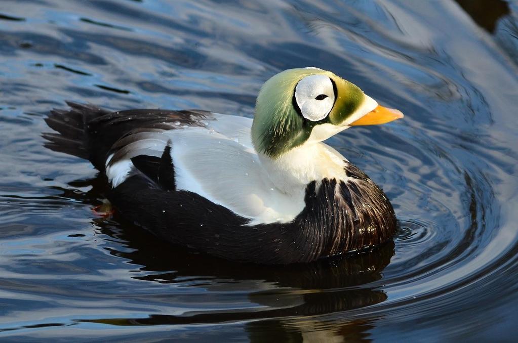 Decreasing Arctic Sea Ice Through the Eyes of Spectacled Eiders (Walsrode, 2012) By: Kyle R. Hagerman, Tucker K. Hagerman, Summer L. Morton, and Chauncy N.