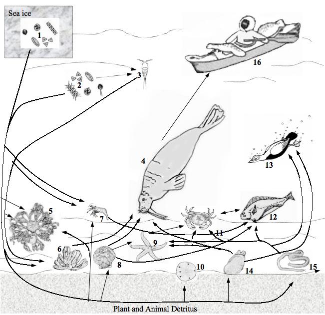 productive benthic community that feeds the eiders in the winter (Piatt and Springer, 2003).