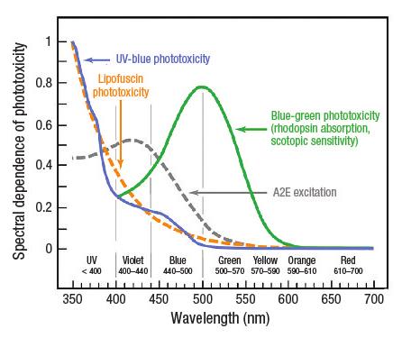 Believing is seeing Spectral dependence of phototoxicity 3 The action spectra for UV-blue phototoxicity and RPE lipofuscin phototoxicity are quite similar.