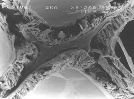 4. Fractographic analysis on weathered wood 4.1 Fractography of uncoated wood SEM analysis has provided a valuable insight into the mechanisms of failure of genuine and weathered wood.
