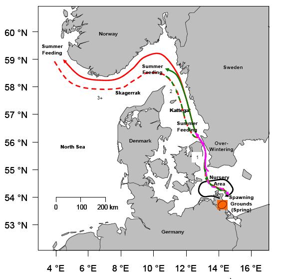 North Sea ecoregion North Sea autumn spawners - NSAS (IV,