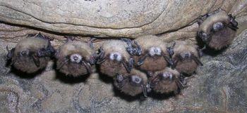 Current Threats to Bats White-nose