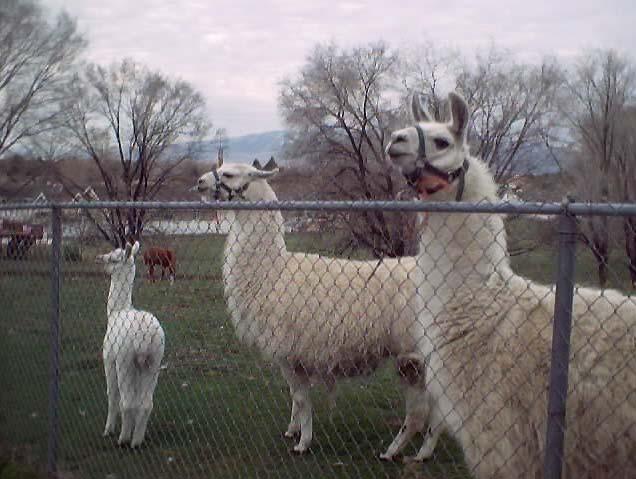 Llamas, Central Utah