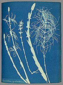 1850 Atkins Cyanotypes of British and Foreign