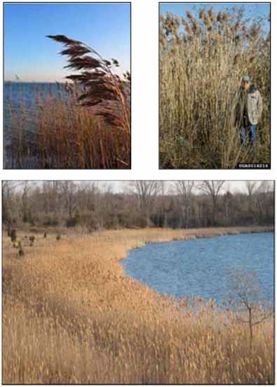 Phragmites Threatens Waters Tall, herbacious perennial grass that: Reduces shoreline use Changes aesthetics