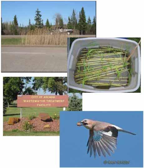 Phragmites Spreading Inland Vehicles and mowers along roadways move seed & stem fragments Moving contaminated fill with rhizomes