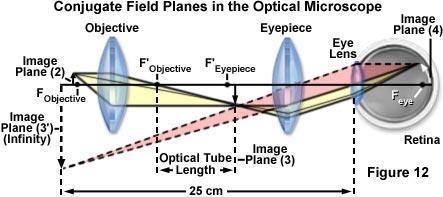 COMPOUND MICROSCOPE CONVERGENT BEAM PATH Sample is placed in front of objective focal