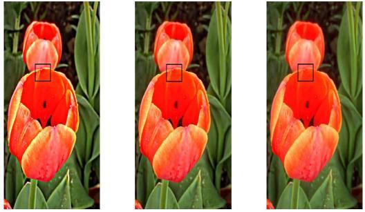 Comparison of image enhancement via different filters.