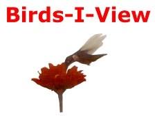 Birds-I-View M a y 2 0 1 5 B i r d U p d a t e a n d N e w s I n s i d e t h i s i s s u e : A Story of Paired Nest Boxes! FREE Gift from BIV No purchase Necessary! Where are those Orioles?