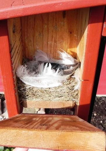 Pairing nest boxes has long been employed as a method of providing nest sites for more species of birds in a specific area.