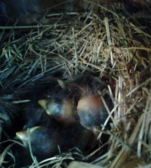JC. A new nest of Chickadee eggs!
