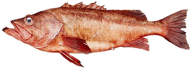 to a variety of deepwater rockfishes such as cabezon and