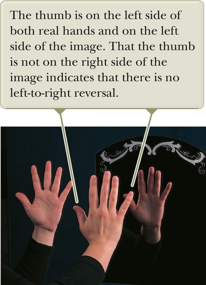 Reversals in a Flat Mirror A flat mirror produces an image that has an apparent left-right