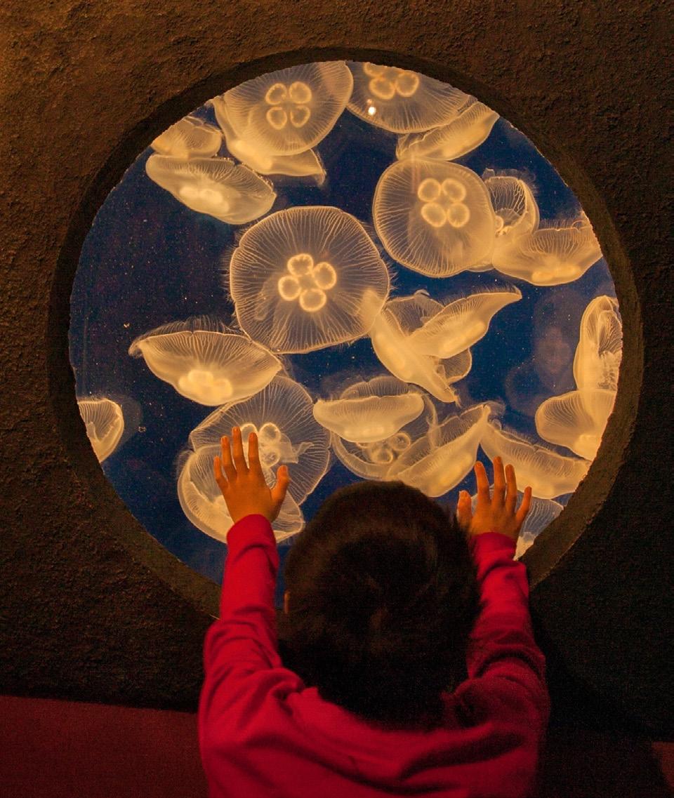 I was very moved when I saw this boy connecting with the jellyfish in the tank in front of him. It s these types of moments that remind me why I love photography so much.