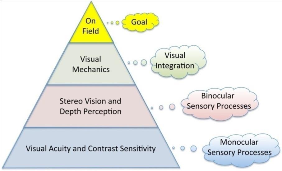 An excellent approach to organizing and prioritizing visual factors Each of the vision functions