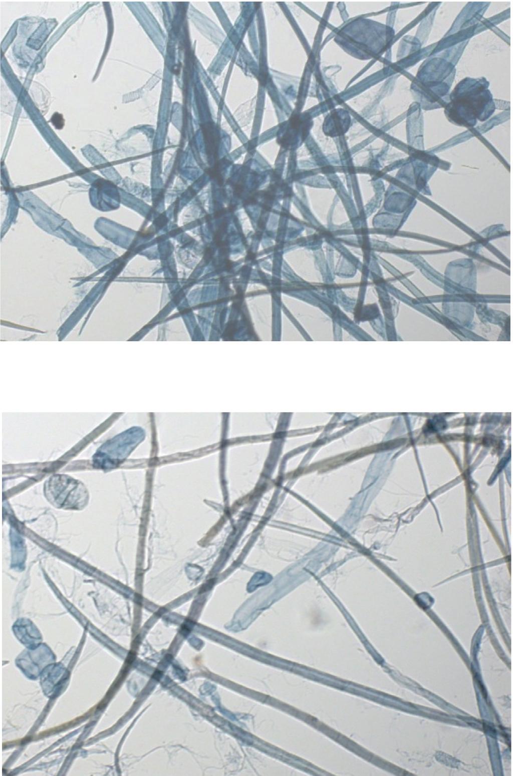 Fig. 1 Images of fibers in (a) hand-made and (b) kraft pulps. made from hand-made pulp, indicates that it had higher individual fiber strength than the paper made from kraft pulp.