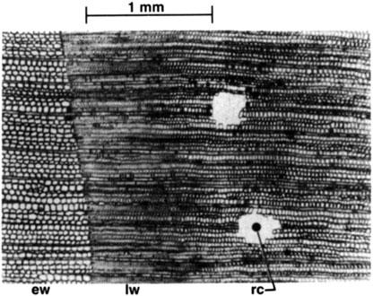 Figure 1 Close-up of the annual ring boundary in the ponderosa pine used in this study. The true latewood is only approximately 1 mm thick.