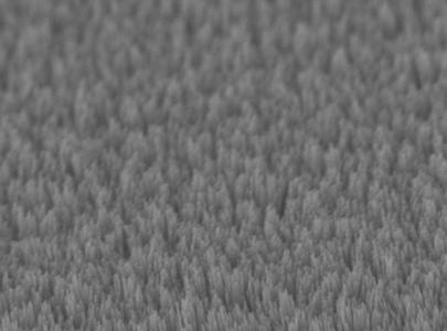 SEM images of as-synthesized tungsten oxide nanowires on top of the FTO substrate in presence of air (11sccm) and filament temperature (1950 K) for about 15 min.