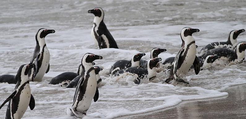 South Africa WESTERN CAPE PROVINCE LIMOSA HOLIDAYS TOUR INFO PACK African Penguins coming ashore at Boulders, in Western Cape Province Callan Cohen 2019 Saturday 7th - Thursday 19th September (13