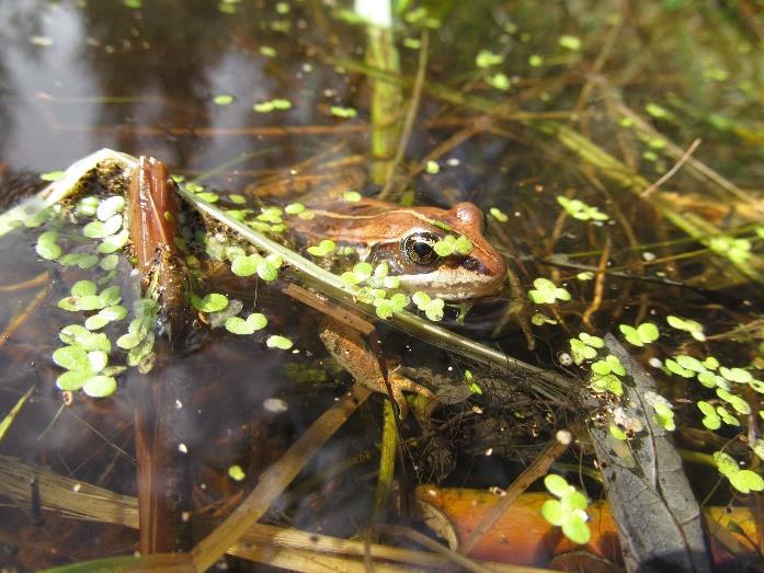 A Brief Survey of Amphibians at the Beaverhill Bird Observatory By: Jordan Lange Abstract Searches for amphibians were conducted at the Beaverhill Natural Area during the month of August 2017.