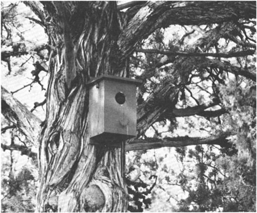 10 RAPTOR RESEARCH Vol. 17, No. 1 Methods Nest box design followed Hamerstrom, et al. (1973), with modifications to meet dimensions of natural nest cavities (Fig. 1). Nest boxes were constructed of 1.
