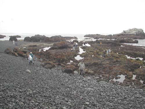 Management Prescriptions: The TSP prescriptions are to develop strategies to control impacts including: prohibit harvest of intertidal marine algae (seaweeds); close monitoring of intertidal