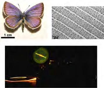 - 70 - animals present different colors as a consequence of photonic bandgap (PBG)-based color generating nano-architectures present on their wings and skin.