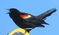 Description Male red-winged blackbirds are black with distinctive red epaulets on their shoulders. Sometimes the red is concealed with only a yellow margin showing.
