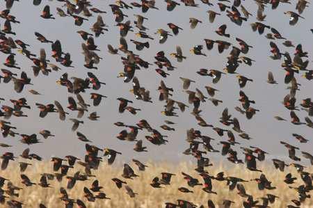 Red-winged blackbirds also feed and roost in large flocks. Unique characteristics 2 Flock of birds, including red-winged blackbird.