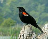 Breeding The red-winged blackbird is a polygynous species, meaning the male mates with more than one female in a single breeding season.