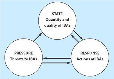 Engage in BirdLife International s efforts to identify Marine IBAs *= IBA Technical Committee Establish a process to comprehensively identify and evaluate potential Marine and freshwater IBAs BSC