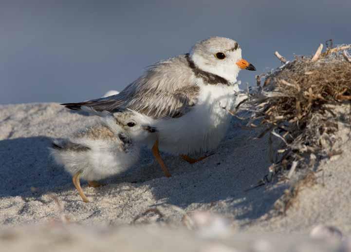 Coastal Bird Conservation Program Current geographic focus: To identify and prioritize coastal bird conservation work at