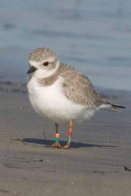 Coastal Bird Conservation Program Since 2003 the CBCP has annually surveyed and monitored: Breeding Snowy and Wilson s Plovers on the Gulf coast