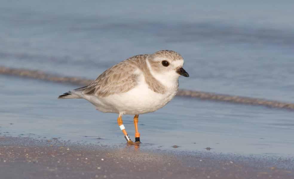 CBCP: Wintering Piping Plovers Photo New England and Great Lakes