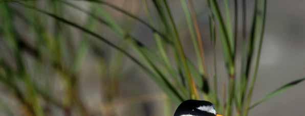 Coastal Bird Conservation Program Least Tern