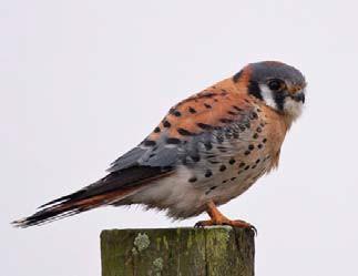 American Kestrel Falco sparverius Federal Listing State Listing Global Rank State Rank Regional Status N/A SC S3 High Photo by Robert Kanter Justification (Reason for Concern in NH) The American