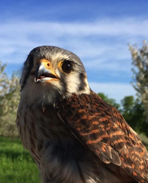 Kestrel (Falco sparverius)